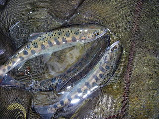 あくまでもレギュラーサイズ